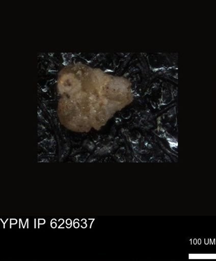 undet. Foraminiferida