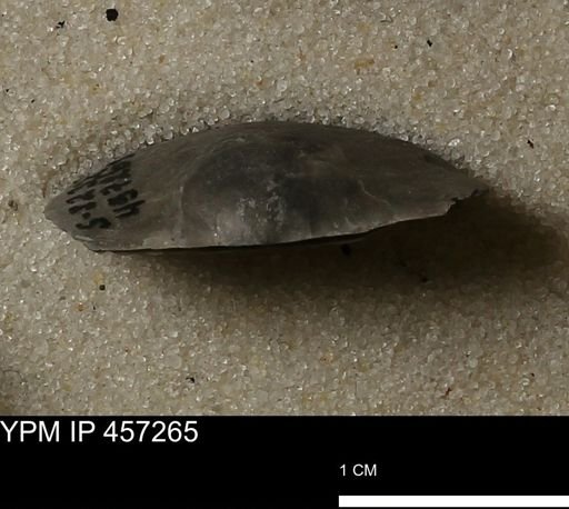 Pholidostrophia iowaensis