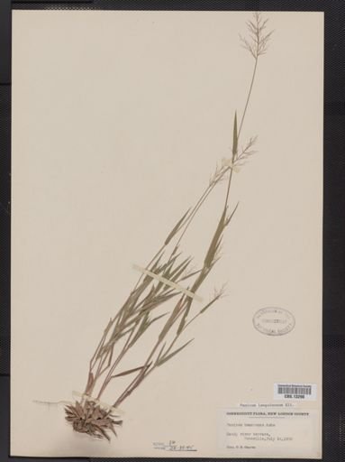 Panicum lanuginosum