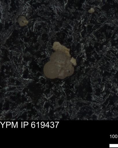 undet. Rugoglobigerinidae
