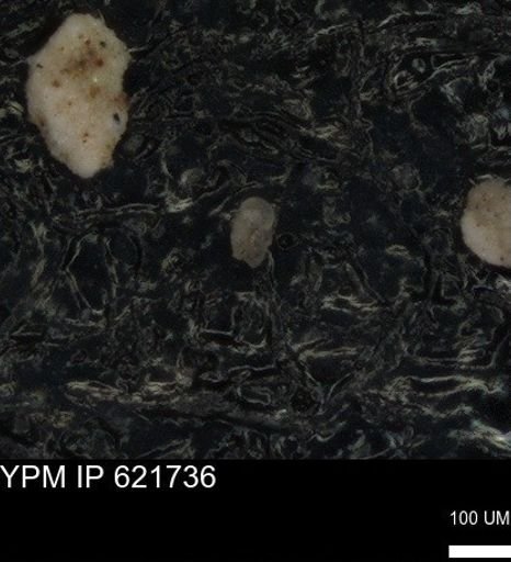 undet. Foraminiferida