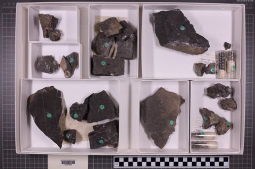 mixed taxa, stratigraphic collection