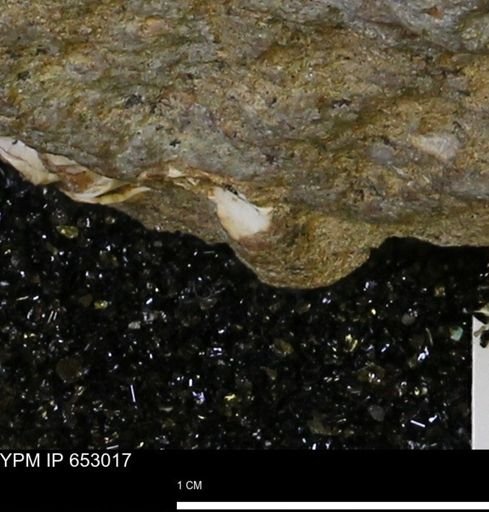 Mollusca