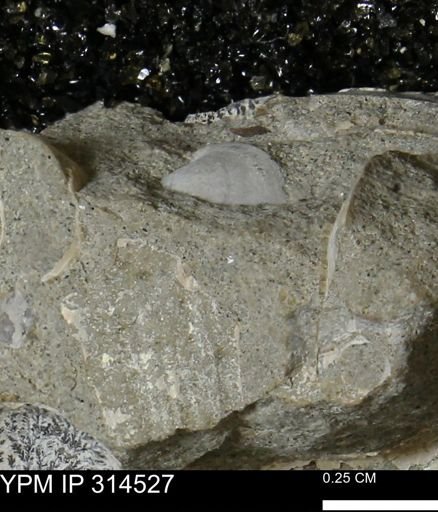 Protocardia sp.