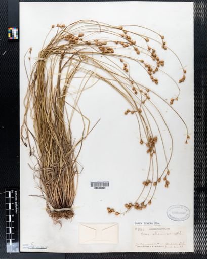 Carex tenera