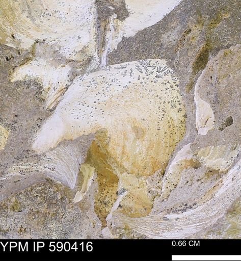 Protocardia?
