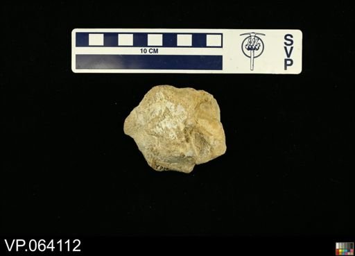 undet. Mosasauridae