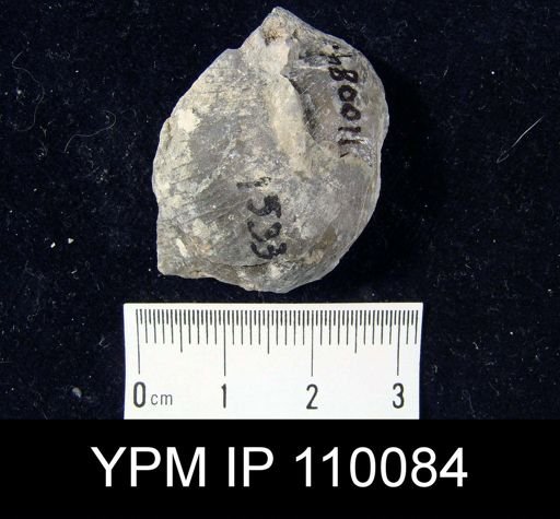 Brachyprion philomena