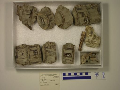 undet. Ichthyodectidae