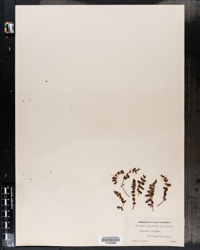 Woodsia ilvensis