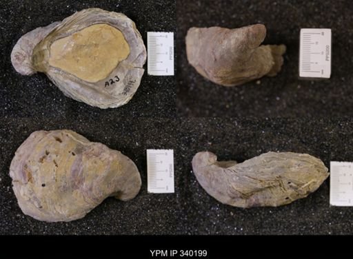 Gryphaea sp.