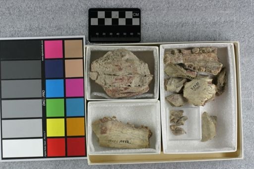Hyaenodon sp.