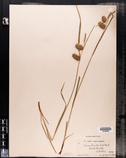 Carex lurida