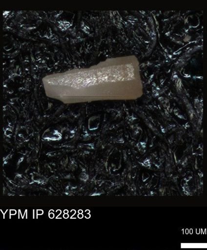 undet. Foraminiferida