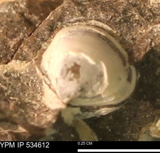 undet. Eurypterida