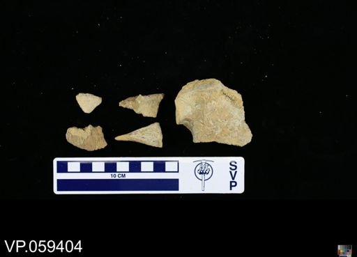 undet. Mosasauridae