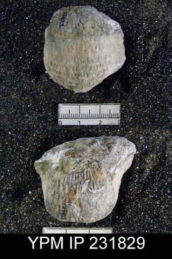 Juresania nebrascensis