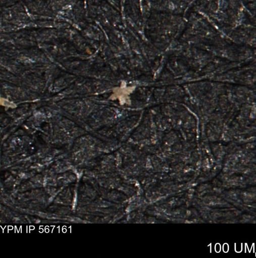 undet. Porifera