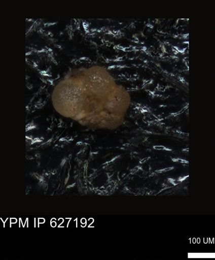 undet. Foraminiferida