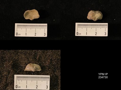 Marginifera splendens