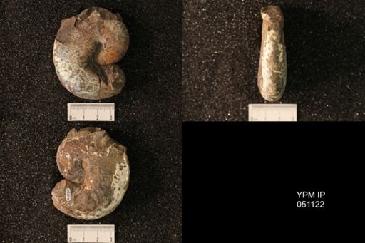 Hoploscaphites nicolletii