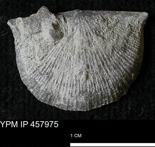 Strophodonta sp.