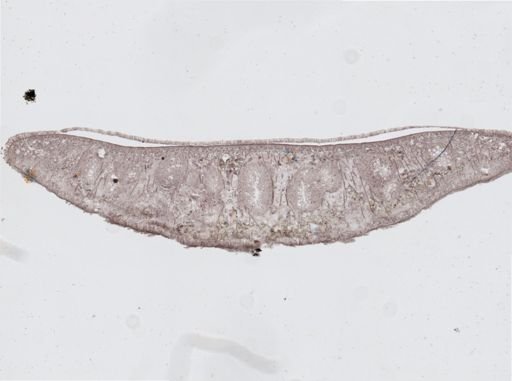 Dendrocoelum lacteum