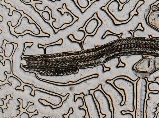 Leptoxis trilineata