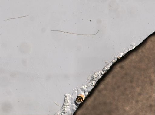 Trichocerca weberi