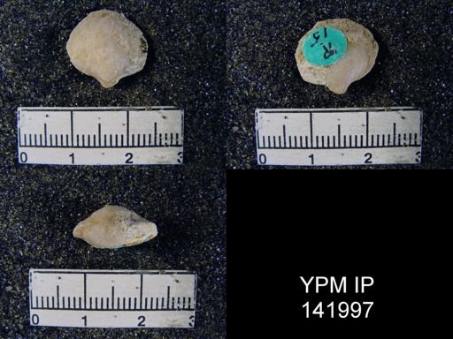 Athyris capillata