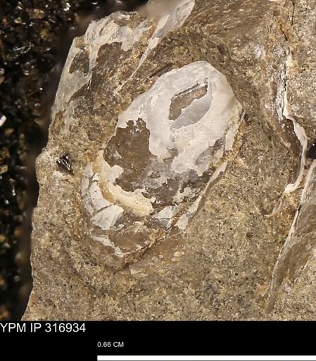 Phelopteria