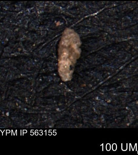 Verneuilina canadensis