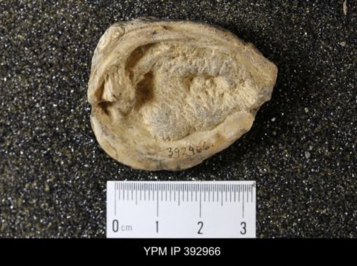 Scaphites sp.