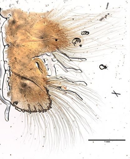 Aglaophamus circinata