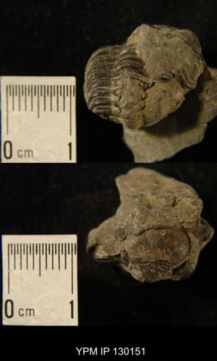 Eldredgeops rana
