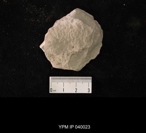 Hexapoda