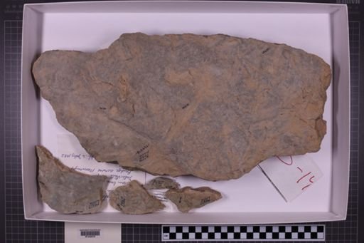 mixed taxa, stratigraphic collection