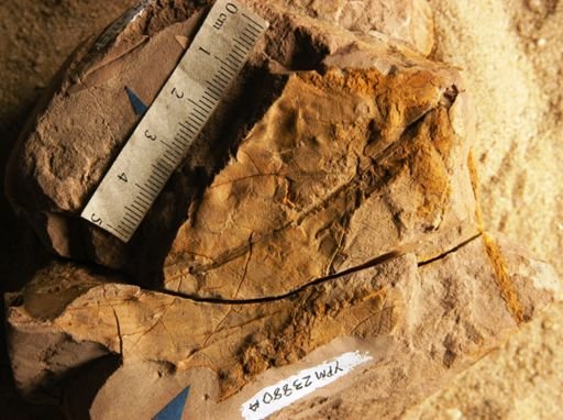 Bumelia pseudo-lanuginosa
