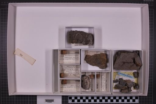 mixed taxa, stratigraphic collection