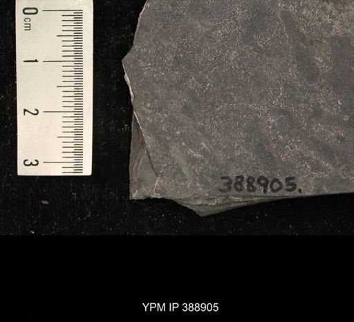 undet. Hexapoda