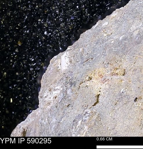 undet. Mollusca