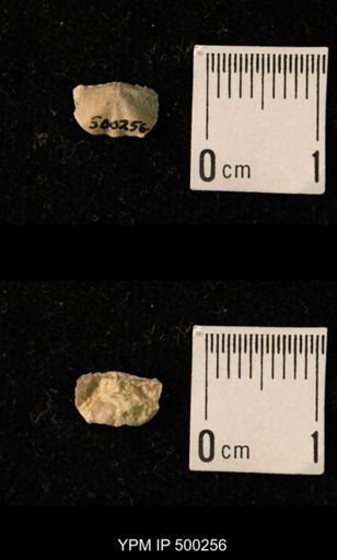 Mesolobus mesolobus decipiens