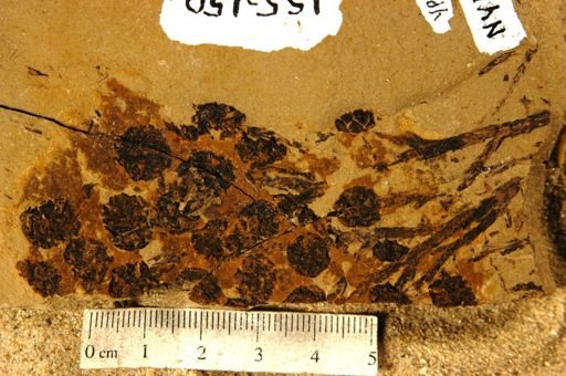 Sequoia affinis