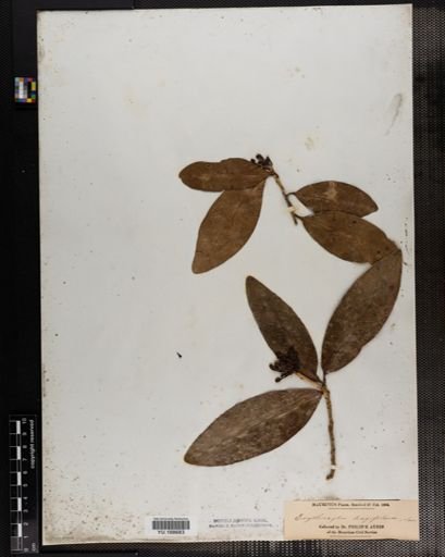 Plantae