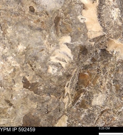 undet. Ammonoidea