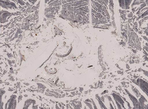 Eimeria meleagrimitis