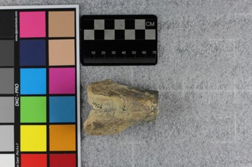 Hoplophoneus?