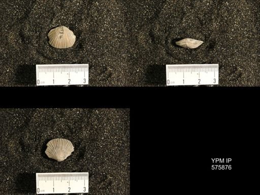 Dinorthis subquadrata
