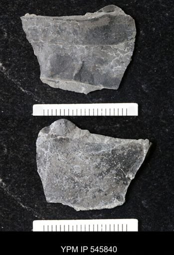undet. Eurypterida