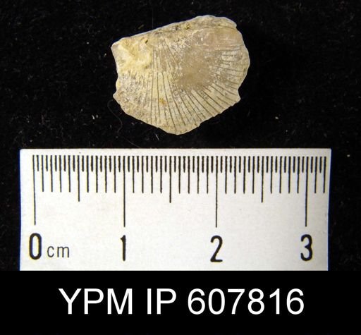 Leptaenisca?